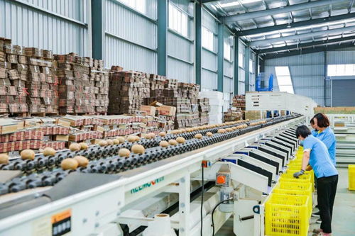 陜西縣致富樣本 3000人回鄉(xiāng)創(chuàng)業(yè)帶動產(chǎn)業(yè)升級，10億顆獼猴桃線上銷售開辟新路徑